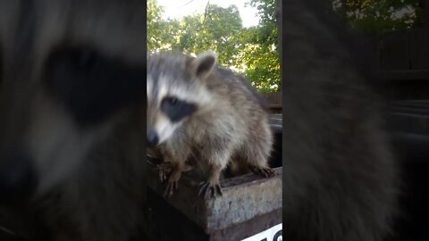 Raccoons stuck inside garbage bin