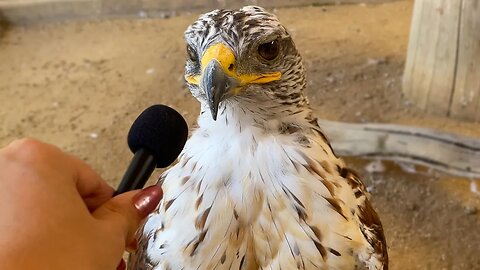 The Best Reactions From Animals During Tiny Mic Interviews