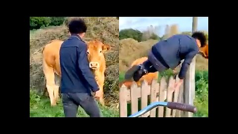 FUNNY99TEAM | Cow CHARGES at man 😮 | FUNNY VIDEOS