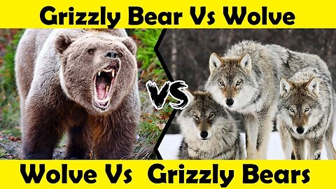 Wolves Vs Grizzly Bears Fight. (Tutorial Video)