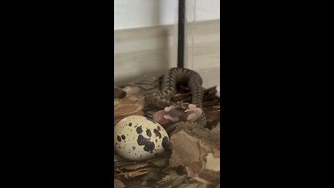 Horned Viper (Vipera ammodytes).