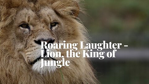 Roaring Laughter - Lion, the King of Jungle