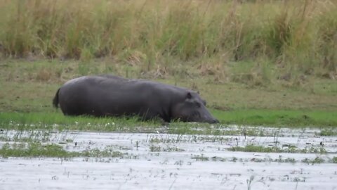 Hippo walks slowly in to a lake at Bwabwata National Park, Namibia