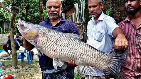 ২০kg+ ব্ল্যাক কার্প মাছ শিকার😱Catching Incredible Giant Black Carp🎣Best Village Carp fishing 2022