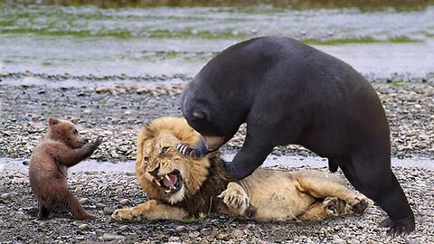 The lion is also helpless in front of the mother bear | ৷Lions is King But Fail |Mother Bear