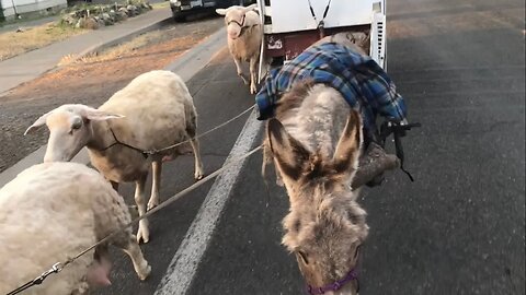 Wagon Gets Brakes and Little Donkey Learns To Pull!