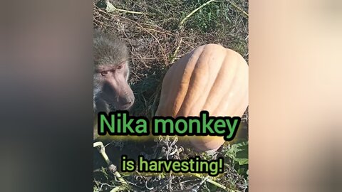 Monkey Nika is harvesting!