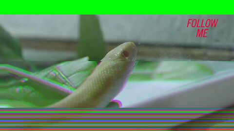 #funny moment snake video EP - 39 and my 39 snake content created 24/03/2024