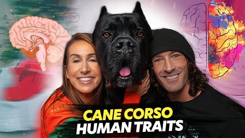 TOP 5 Cane Corso Human Like Traits