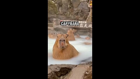 Capybara capybara capybara!