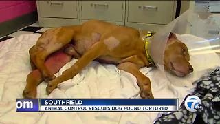 Animal control rescues dog found tortured