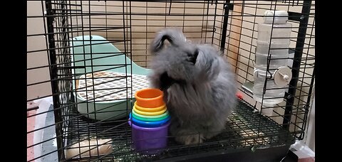 Pooky playing with stacking cups