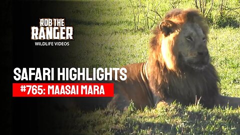 Safari Highlights #765: 07 October 2023 | Maasai Mara/Zebra Plains | Latest #Wildlife Sightings