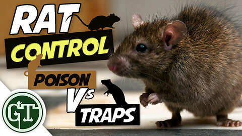 Rat Control Methods - Poison Vs Traps, What Should You Use?
