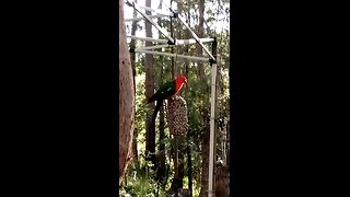 King Parrot Enjoys Sunflower Seeds