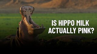Hippo Milk - Revealing the Surprising Pink Factor!