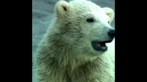 Beruang Kutub