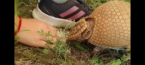 Armadillo