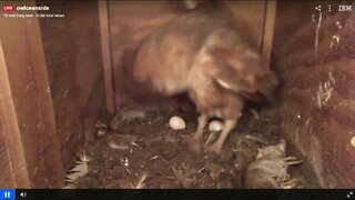 Congratulations Mel and Sydon the late arrival of egg#3 at 4:24 am 2-4-20