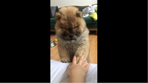 Chow Chow puppy plays hand & paw game with owner