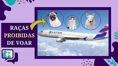 LATAM PROÍBE o Transporte de ANIMAIS BRAQUICEFÁLICOS no Porão dos Aviões/ Lista das RAÇAS PROIBIDAS