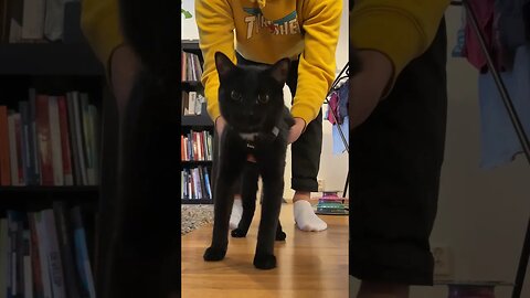 Training My Cat to Wear a Harness