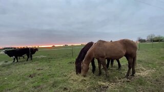 Visit With Critters - 3.20.20 - Checking In With Horses On Lock-down