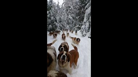 Cute Dogs In The Snow