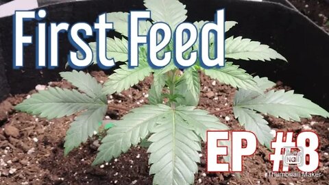 | First Feed | Feeding cannabis with organic amendments