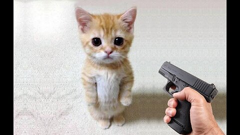 Cat vs Gun 🤣🤣🤣 Cats react to finger shot