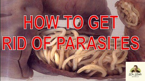 Papaya Seed Powder: Parasite Removal