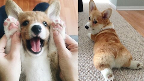 Corgi Are The Best CUTEST Compilation