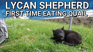 What Was Our First 24 Hours With Our Lycan Shepherd Puppy Like? Teaching Him To Eat Whole Prey