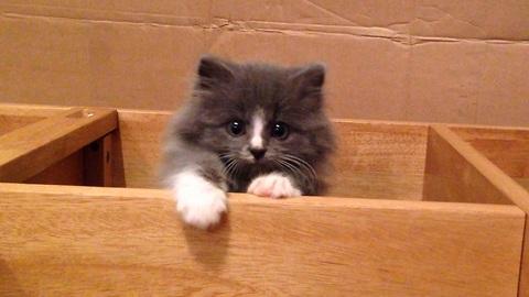 Fluffy kitten performs super cute escape routine