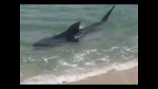 Vídeo: Tubarão é visto na beira de praia do RJ e surpreende banhistas