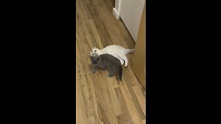 Cats chasing each others