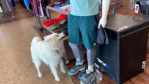 World's Friendliest Dog Hopes To Be Pet By Mannequin