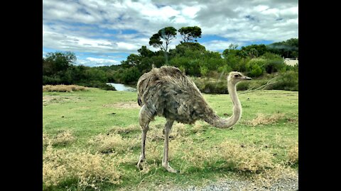 An ostrich runs down the lane at high speed between cyclists riding the lane