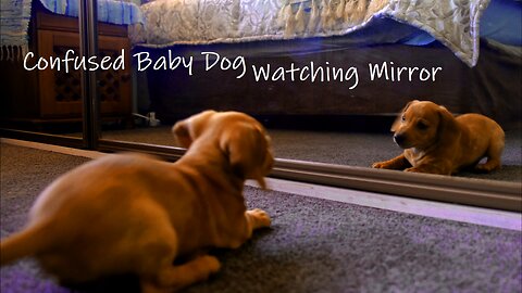 Confused Baby Dog Watching Mirror