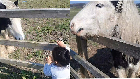 horse playing with a little girl so wonderful