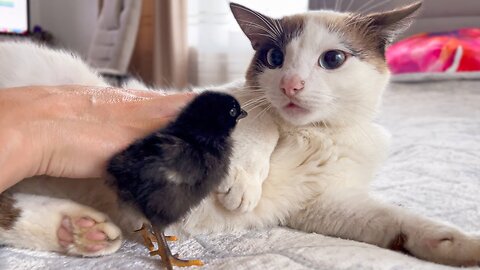 The Funniest Cat Reaction to Baby Chicks [Try Not to Laugh]