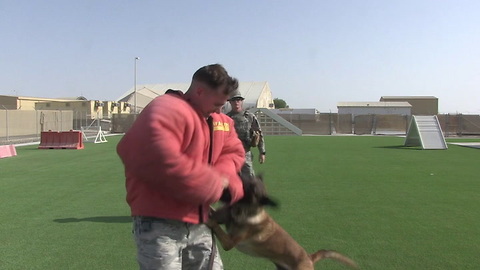 Military Working Dog - A Defender's Best Friend