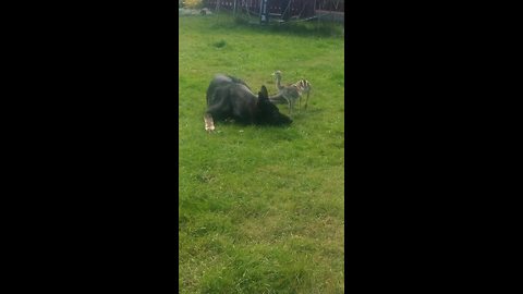 Gentle German Shepherd watches over baby rheas