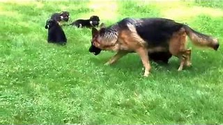 German shepherd mom & her pups