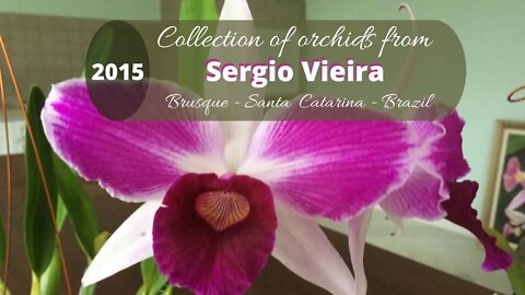 ENJOY THE COLLECTION OF SERGIO VIEIRA ORCHIDS TO THE RELAXING SOUND OF PIANO