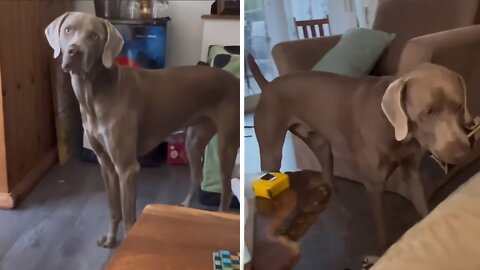 Smart Pup Kindly Fetches Owner A Beer From The Fridge