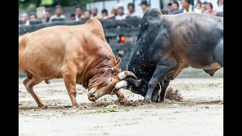 BULL FIGHT IN STREET