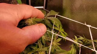 How I Scrog Cannabis : North Genetics Mr. Cruz Episode 5 Day 21 Leaf Strip?!