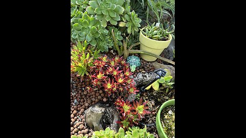 3year old DIY Mature Succulent Garden created with left over rocks & mostly plant cuttings!