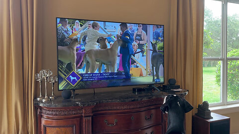 Funny Great Dane Intently Follows Best Of Breed Westminster 2023 Dog Show